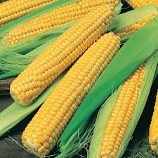 Sweet Corn