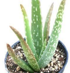 Aloe Vera Leaves
