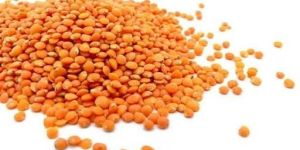 Red Lentils