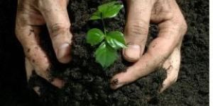 Vermicompost Fertilizer