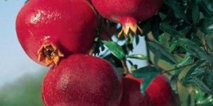 Fresh Pomegranate
