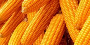 Yellow Maize