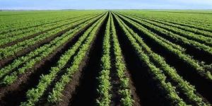 Farmer Consultancy Services