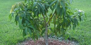 Mango Plant