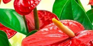 Anthurium Flower
