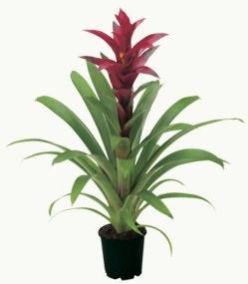 Bromeliad Plants