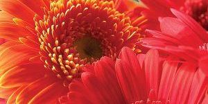 Gerbera Flower