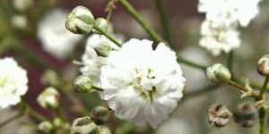 Gypsophila Young Plants