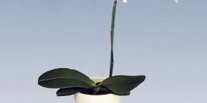 Phalaenopsis Orchid Plant