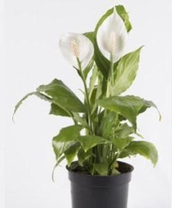 Spathiphyllum Plant