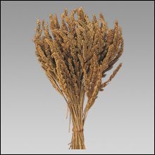 Shyama Grass