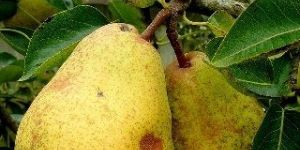 Pear