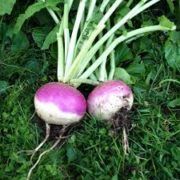Turnips