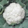 Cauliflower Seeds