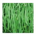 POLE BEANS SEEDS