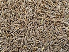 Cumin Seed Waste