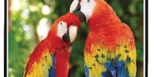 Manual Pulldown Screen