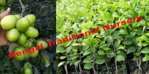 Green Apple Ber Plants