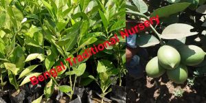 Seedless Lemon Plants