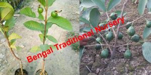 Thai 7 Guava Plants