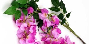 WISTERIA PURPLE FLOWER