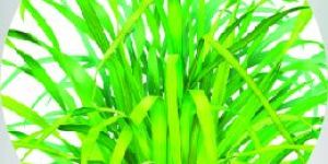 Instant Lemon Grass Tea Premix