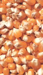CORN (MAIZE)