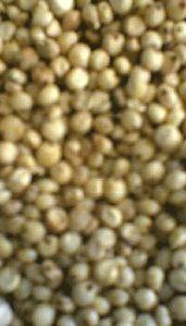 Jowar (Sorghum)