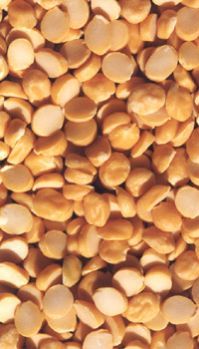 Masoor Dal, Red Lentils