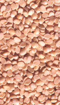 Urad Dal  Black Matpe