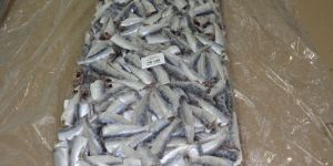 Hgt Frozen Sardine
