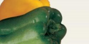 Bell Pepper