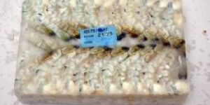 BLACK TIGER PD TAIL ON