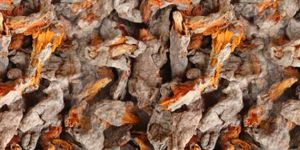 SALEM TURMERIC MOTHER RHIZHOME CURCUMIN Turmeric Powder