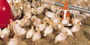 Poultry Feed