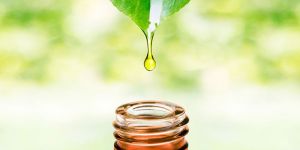 Neem Kernel Oil