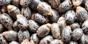 Castor Seeds