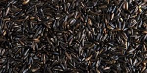 Niger Seeds