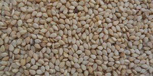 Sesame Seeds