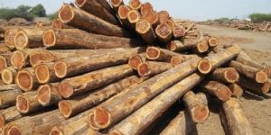 Teak Wood Logs