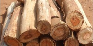 Timber Wood Logs