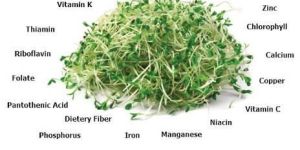Alfalfa Microgreens