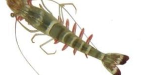 Black Tiger Shrimp Seed