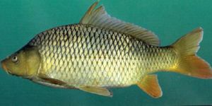 Common Carp Fish Seed