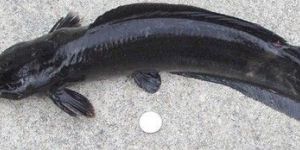 Magur Fish