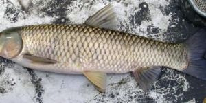 Grass Carp Fish Seed