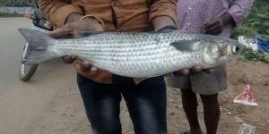Grey Mullet Fish Seed