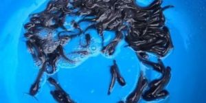 Karimeen Fish Seed