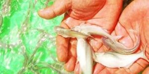 Milk Fish Seed