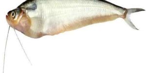 Pabda Fish Seed